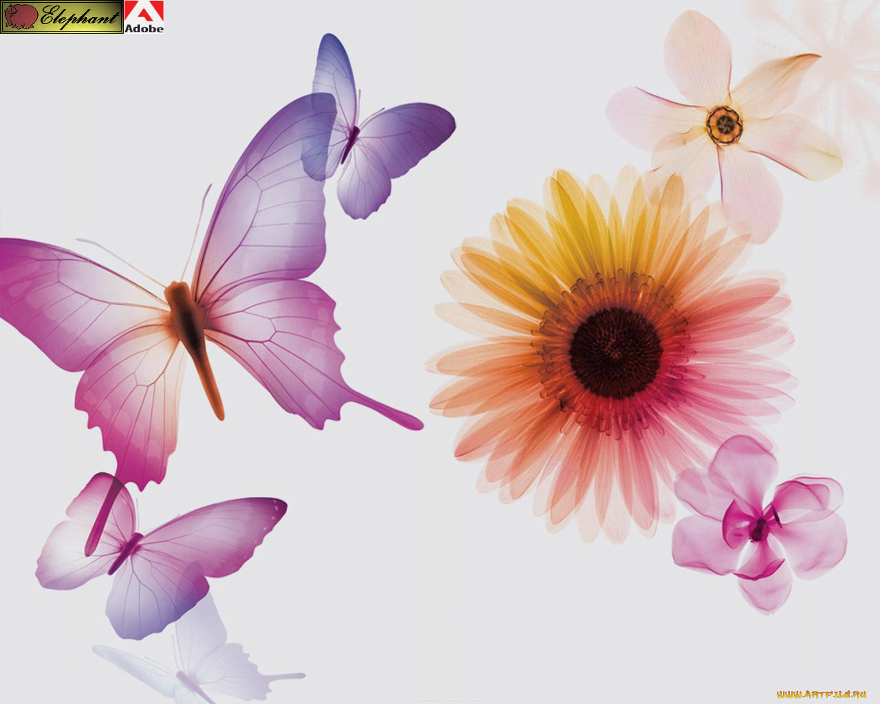 adobe, photoshop, 